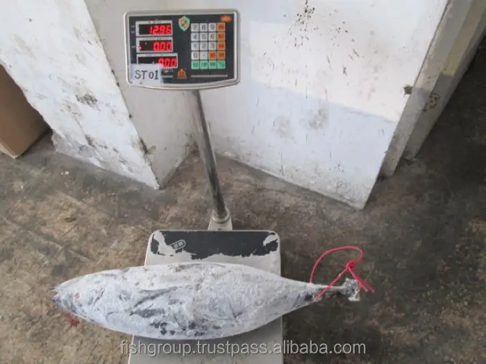 Precooked Seafood Purse Flake Max Mercury Fishing KOSHER Style Lead Gluten Packaging Pack Color Tuna ALBACORE WHOLE ROUND