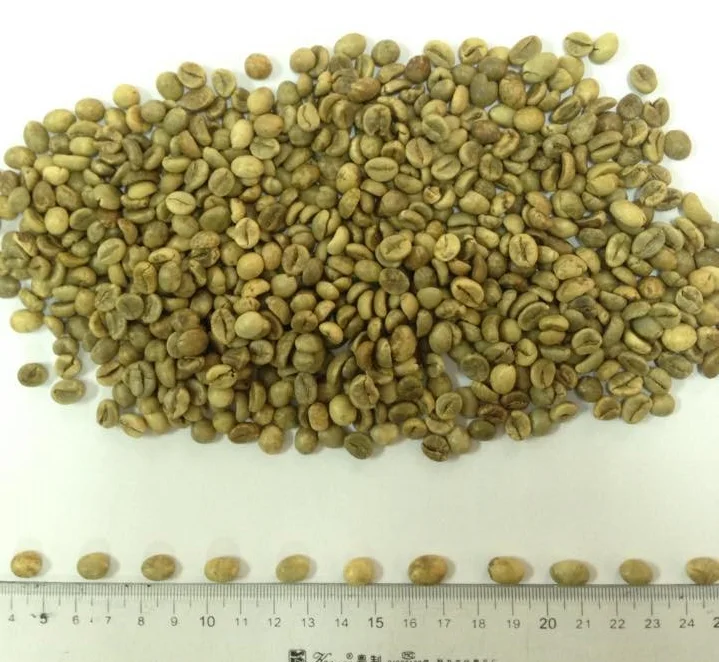 
WET POLISHED ROBUSTA GREEN COFFEE BEANS GRADE 1 SCREEN 18 