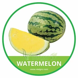 
HIGH QUALITY FRESH YELLOW WATERMELON 