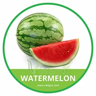 
HIGH QUALITY FRESH RED WATERMELON 