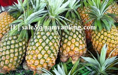 Высокое Качество | Лучшая цена Оптовая продажа Вьетнамский экспортный продукт Navalo-производитель Консервированный ананас