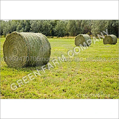 Alfalfa hay bale