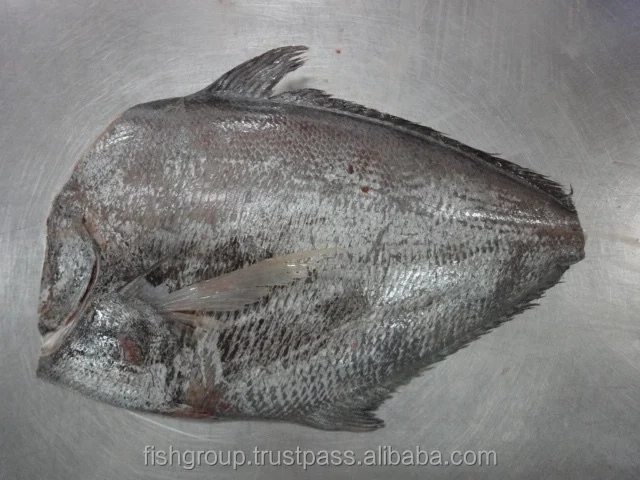 High Quality fish or Brama HG