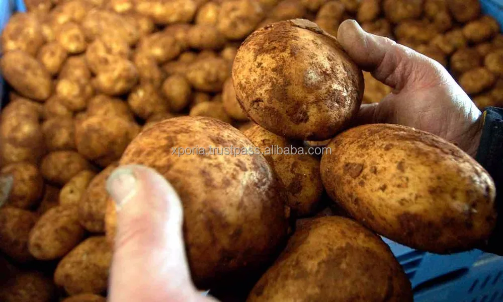POTATO Unprocessed WHITE | Indonesia Origin