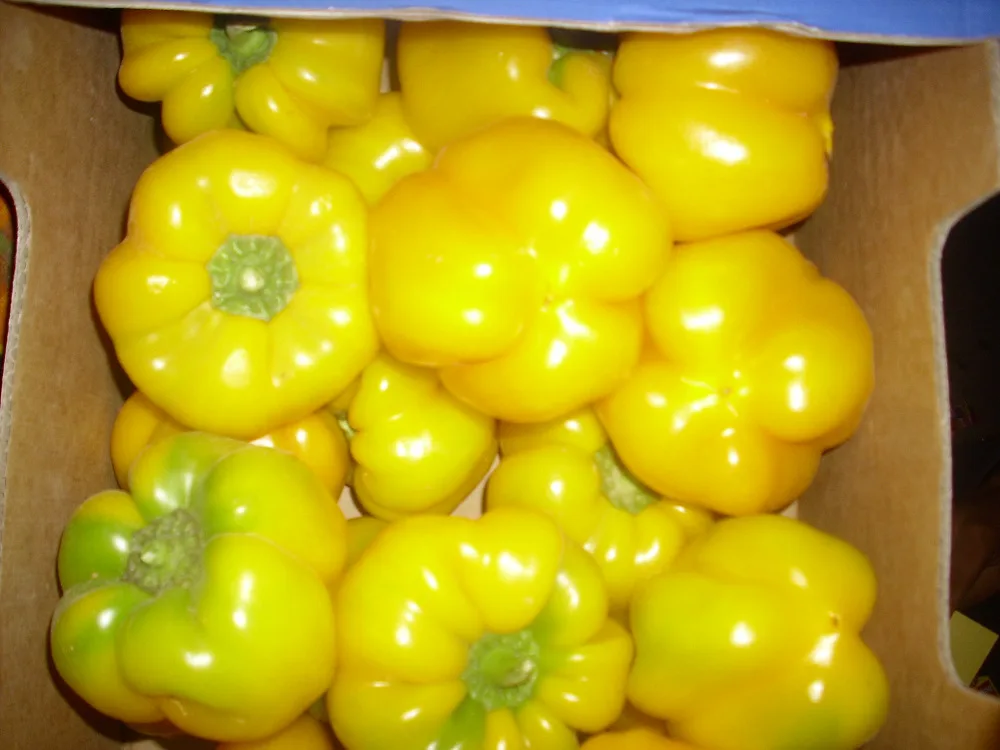 
fresh organic capsicum orange/red/yellow 