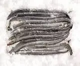 Frozen Eel fish for sale
