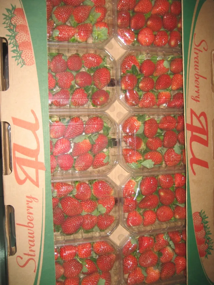
Egyptian strawberry 
