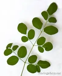 Sri Lanka supplier wholesale bulk moringa powder leaf / organic dried seed / oil / capsules / tablet / oleifera