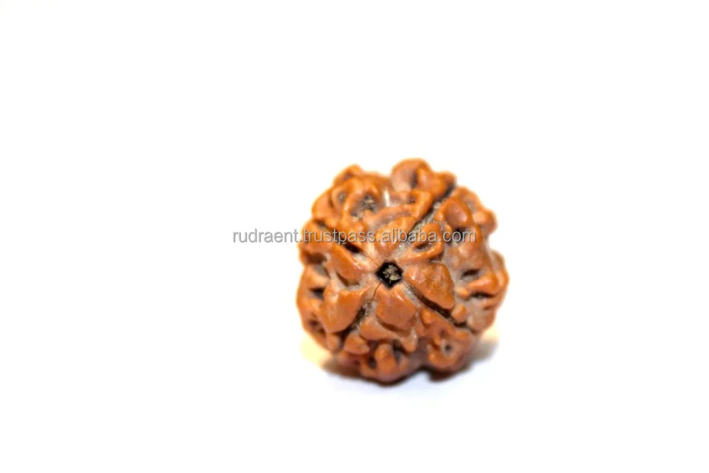Authentic 4 Mukhi Rudraksha Bead Nepal