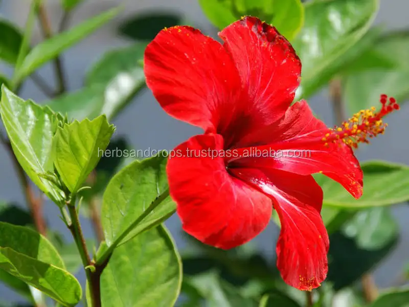Hibiscus Rosa Sinensis Dried Flower