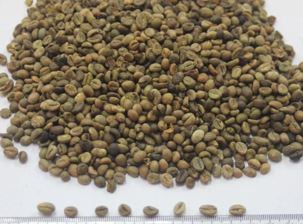 
UNWASHED ROBUSTA GREEN COFFEE BEANS GRADE 1 SCREEN 16 