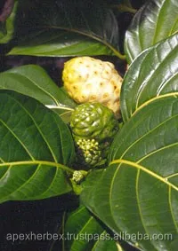 Morinda Citrifolia Noni Fruits dried Organic Apex India