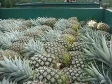 Сладкий свежий ананас MD2/свежий