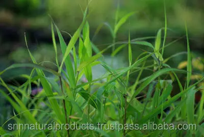 Palma Rosa Oil Factory Wholesale  extracted by steam distilled use in soap making from India (Cymbopogon martinii)