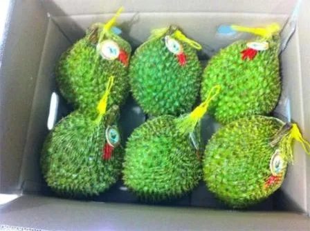 FRESH DURIAN WITH HIGH QUALITY