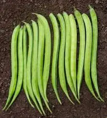 
EXPORTER OF INDIAN GUVAR FOR Iran (Islamic Republic of) 