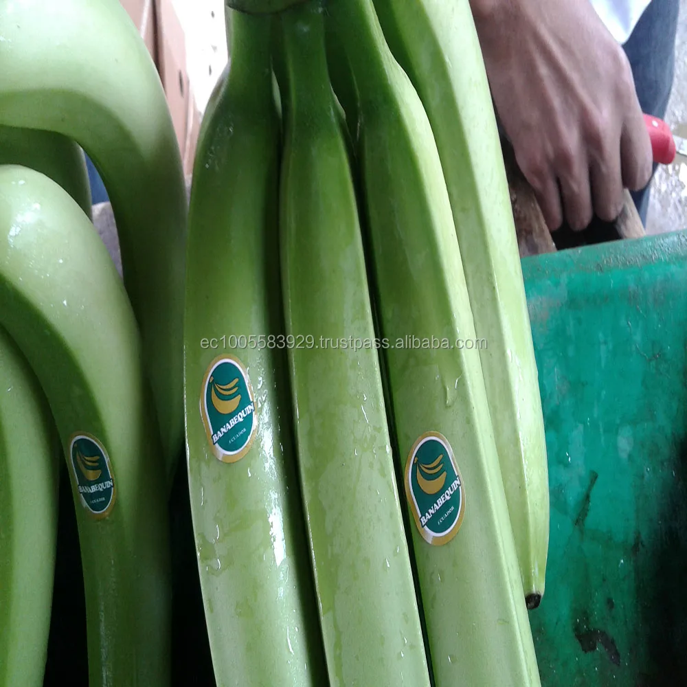 Green BANANAS from Ecuador