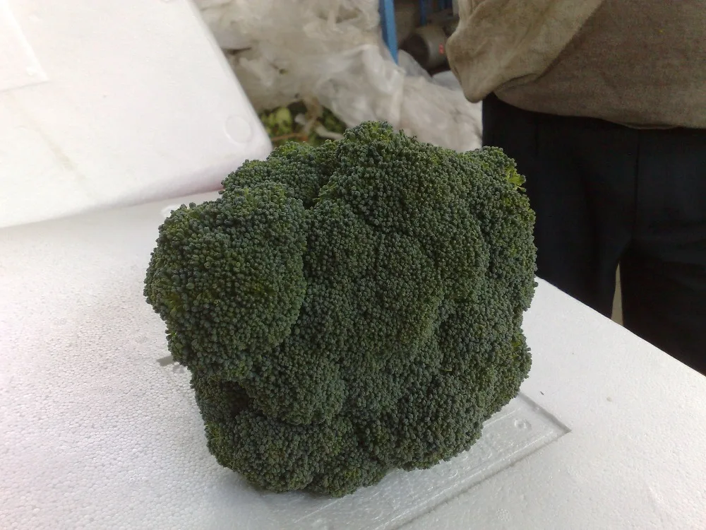 
fresh broccoli for sale 