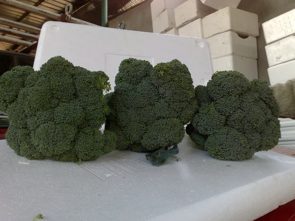 
fresh broccoli for sale 