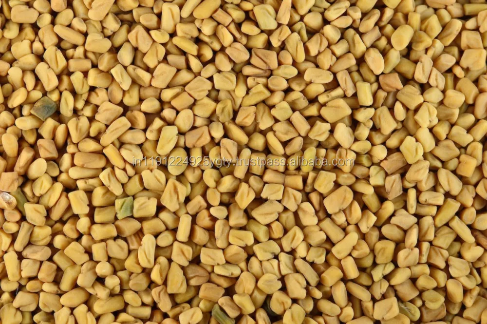 GMP, ISO Certified Pure Fenugreek Essential Oil At Wholesale Price From India