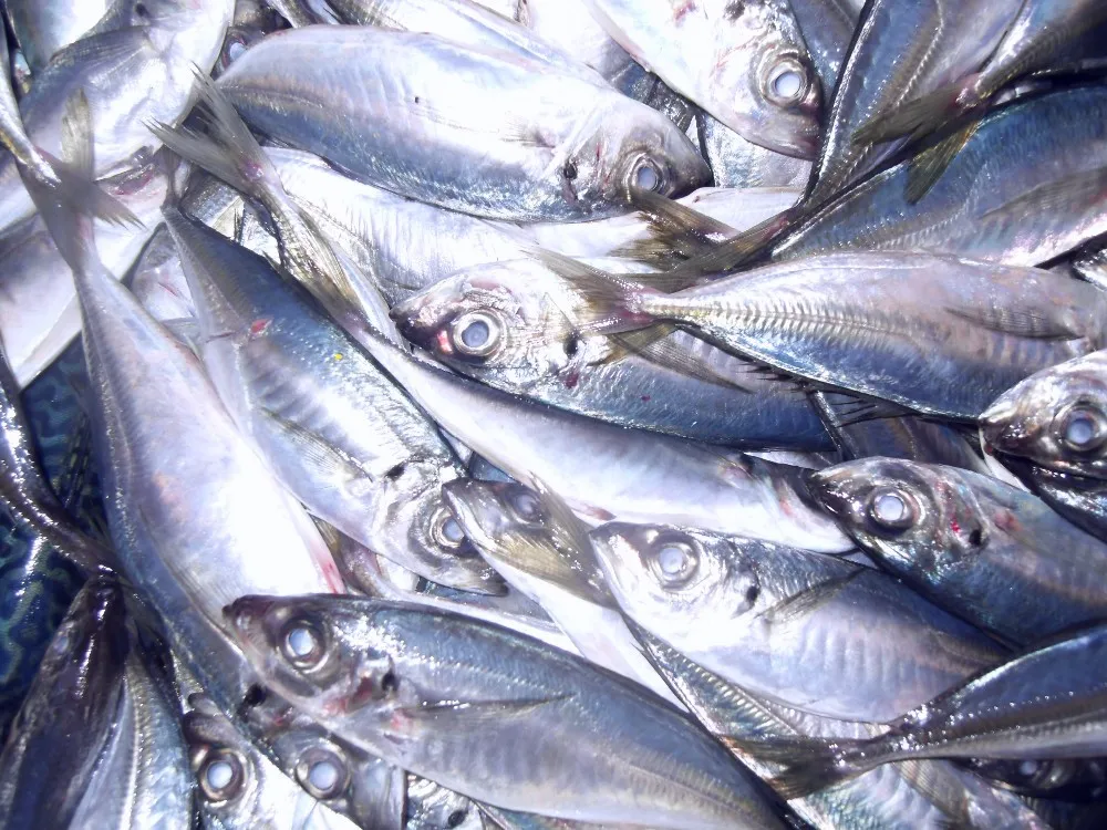 Frozen Horse Mackerel Fish