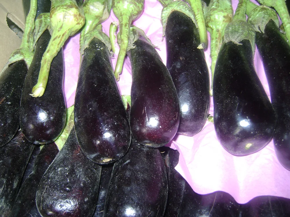
grade A fresh organic eggplant 