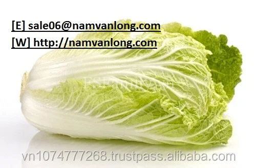 
HIGH QUALITY FRESH CELERY CABBAGE ( NAPA CABBAGE) WITH BEST PRICE 