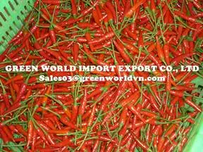Fresh small/big chilli, attractive price from Green World for now