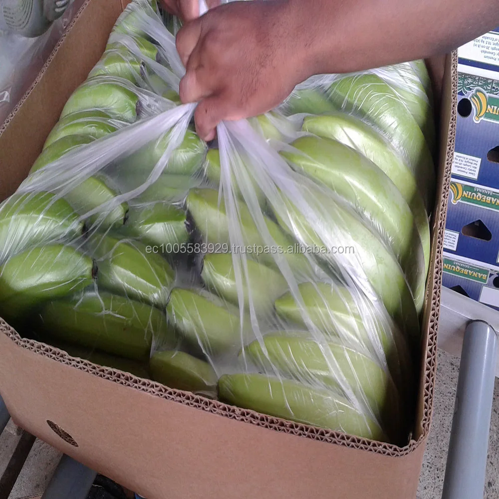
BANANAS FROM ECUADOR-GREEN AND FRESH 