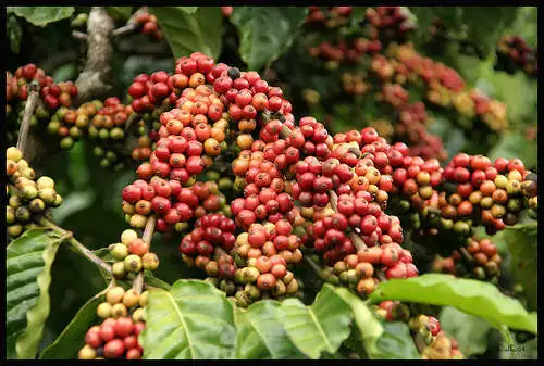 ARABICA COFFEE BEAN
