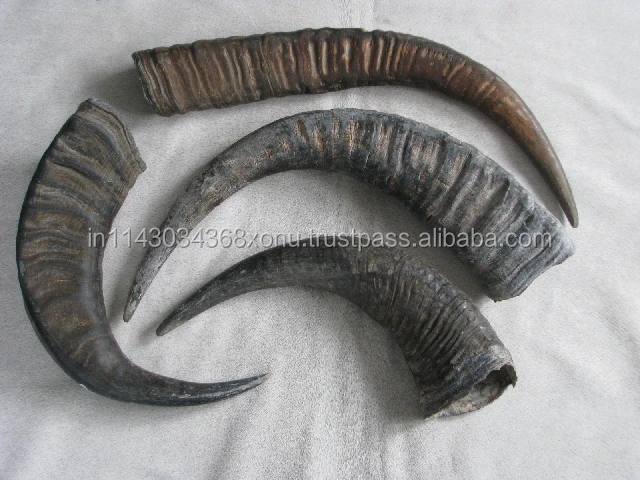 Indian NATURAL Buffalo Horn Solid Tip From 10 cm to 40 cm for Sale Authentic Raw Material Supply Chain