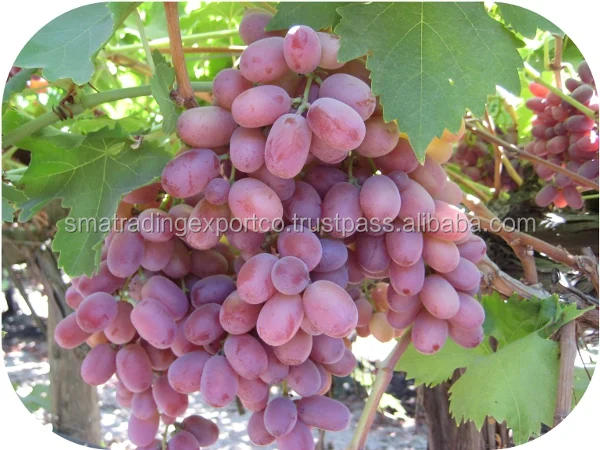 
EGYPTION GRAPES 