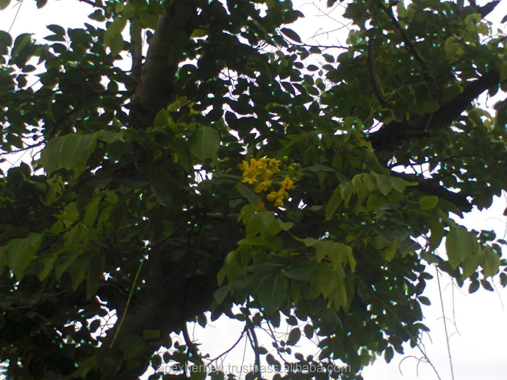 
TBC Cassia Alata LEAVES AND T CUT 