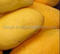 Premium Quality Hot Selling Fresh Pakistani Sindri Mango Natural Sweet mango Wholesale Chaunsa in Bulk