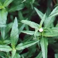 Eclipta alba Bhringraj