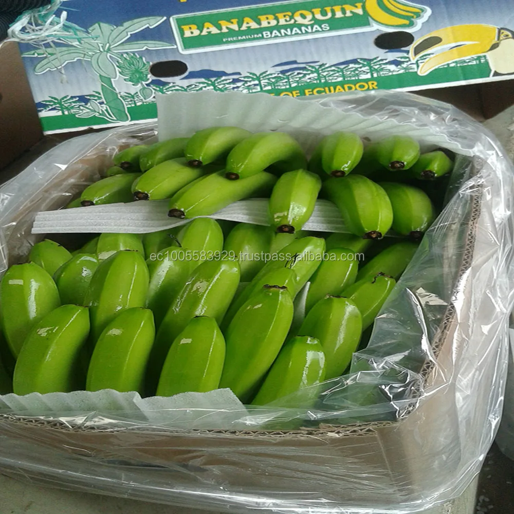 FRESH BANANAS FIRST QUALITY