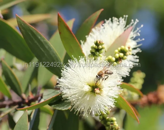 Wholesale Bulk Niaouli Essential Oil For Aromatherapy/Massage/Spa