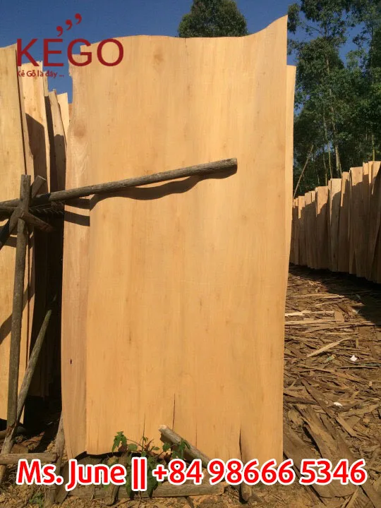 
Eucalyptus Core veneer 1270*640mm 1.7mm with good price 