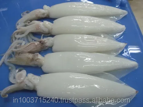 
Squid whole and Squid whole cleaned, IQF and Block frozen 