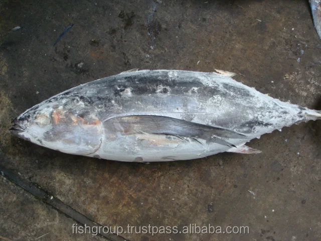 Precooked Seafood Purse Flake Max Mercury Fishing KOSHER Style Lead Gluten Packaging Pack Color Tuna ALBACORE WHOLE ROUND