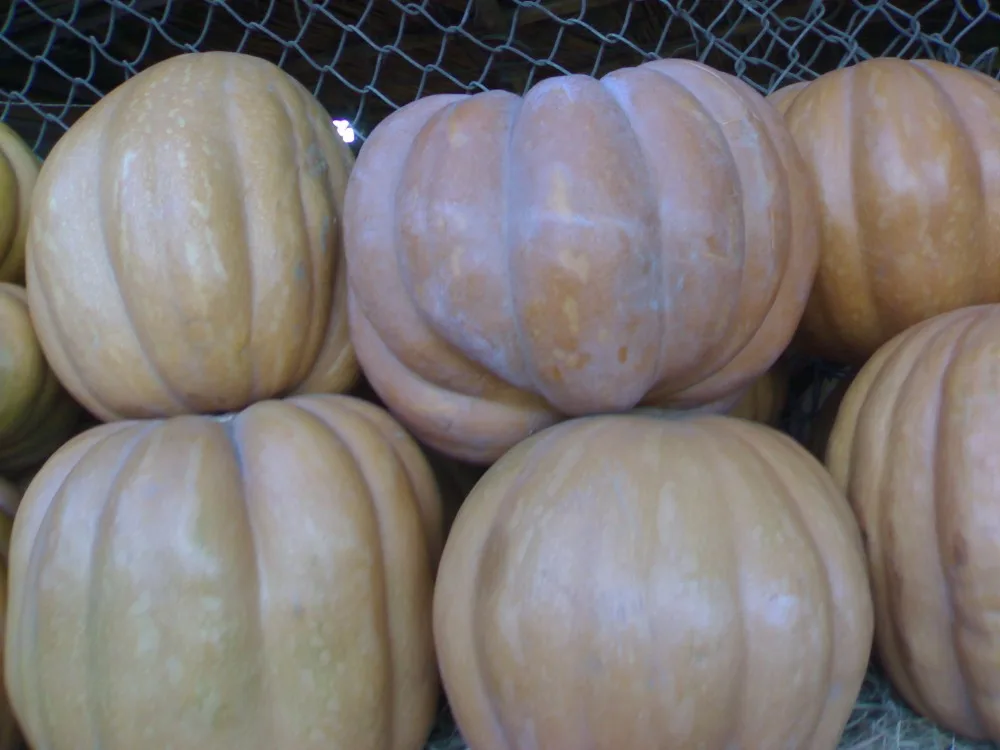 
Fresh Pumpkin for sale 