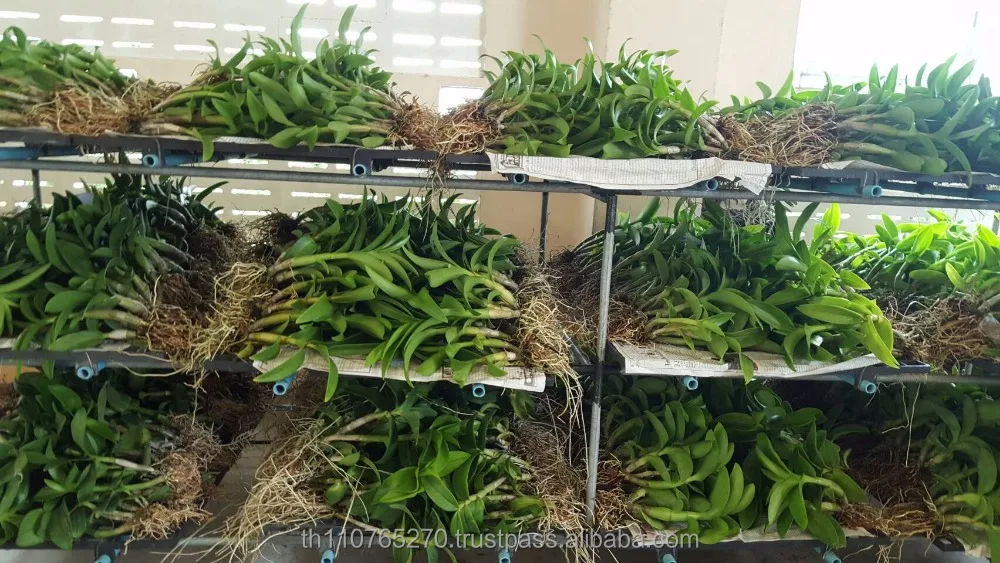 
V. HYBRIDS 2 