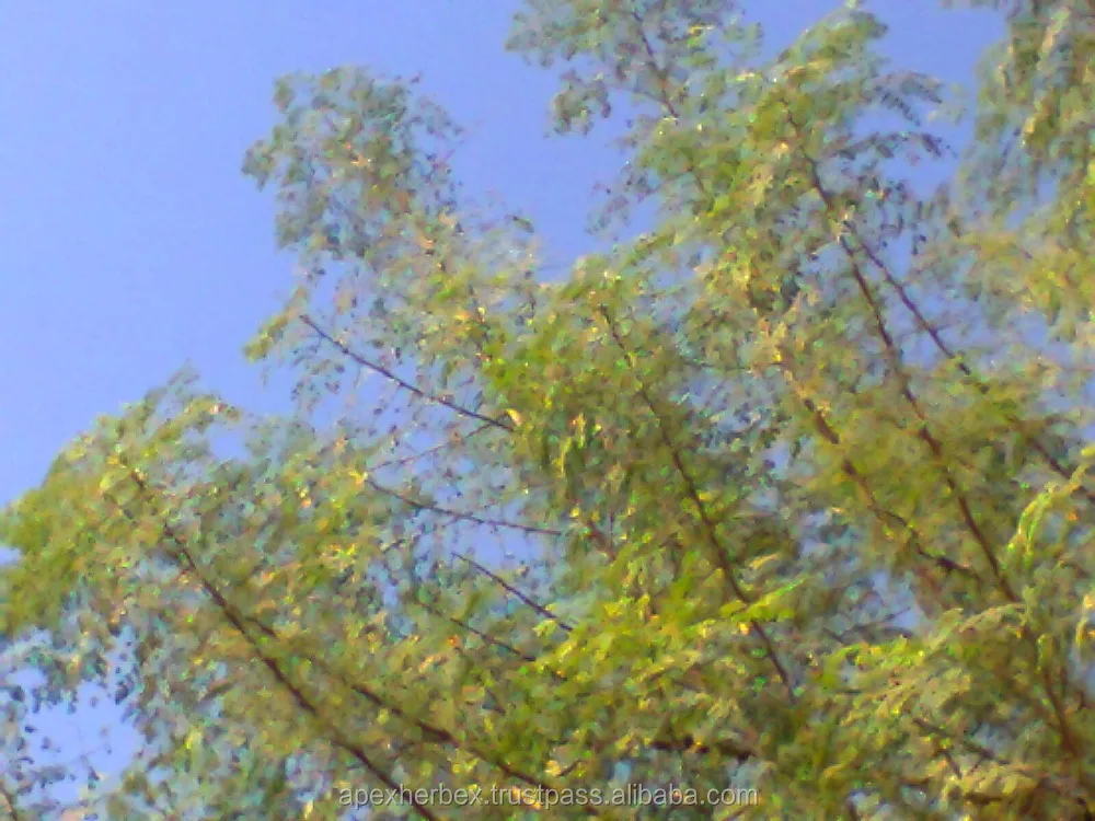 Moringa Leaves T Cut  Powder Organic Moringa Oleifera Leaves