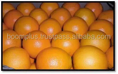Fresh Valencia Oranges | Orange Price | Egyptian Product