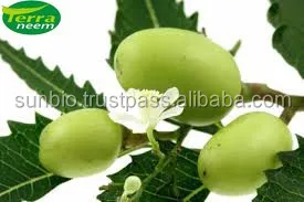 Natural Insecticide Aza natural way of cold processing method with high Azadirachtin content of minimum 3500ppm to4000 p