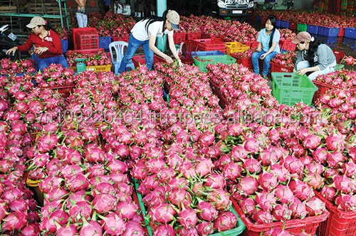 HOT SALE - Vietnam Fresh Red / White Dragon Fruit - High Quality for Sweet Dragon Fruit at Cheap Price