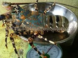 
WHOLE SALE LIVE CRAYFISH - SPINY LOBSTER WHOLE ROUND 