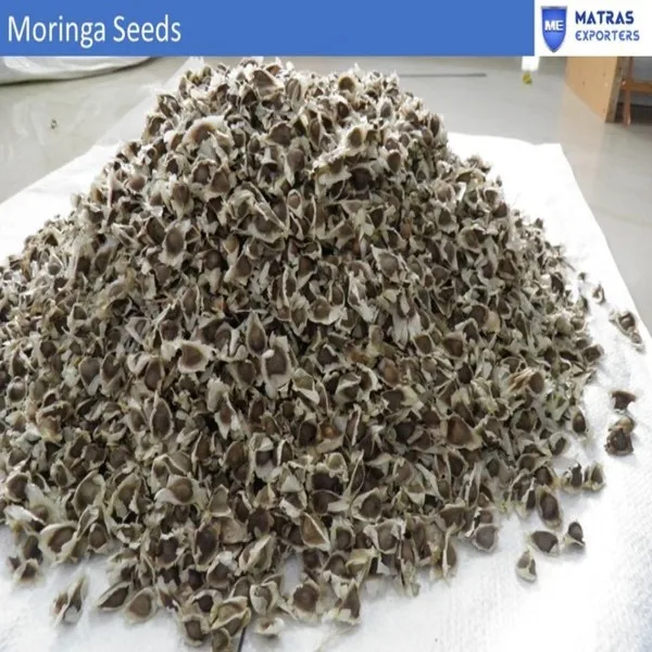 Best moringa seeds for Oil   - Whatsapp: +91 73580 94554