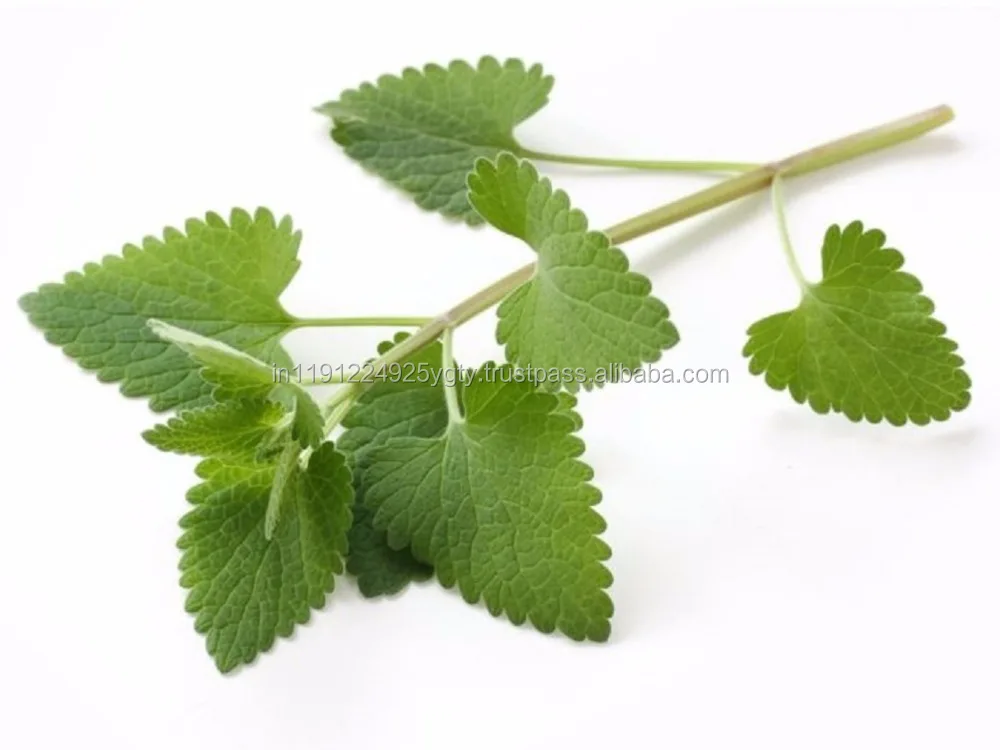 Pure Natural Plant Extract Essential Oils Pharmaceutical Raw Material Catnip Essential Oil Nepeta Oil From India