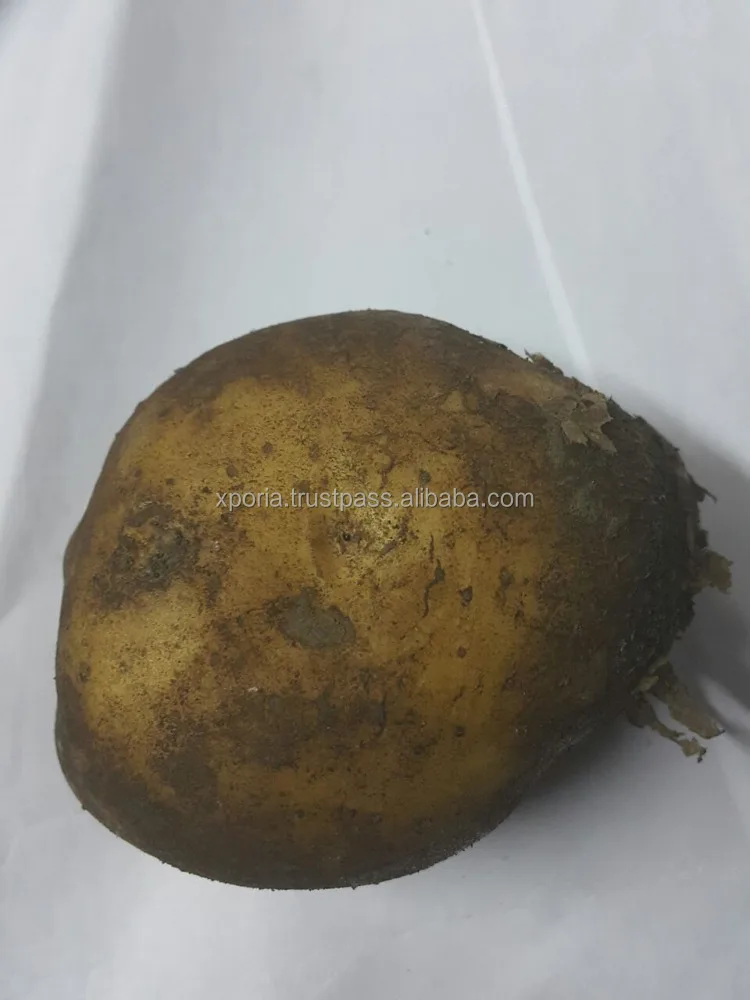 POTATO Unprocessed WHITE | Indonesia Origin